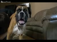 Man having sex with dog on the couch